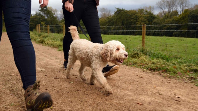 An image of a pale cream fluffy dog between its two owners being walked along a path in the countryside and surrounded by greenery